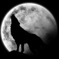 Le cri du loup