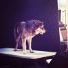 Teen Wolf P�riode 4 